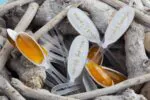 Balgo, Honey Spoon, 20 Pieces - Image 2